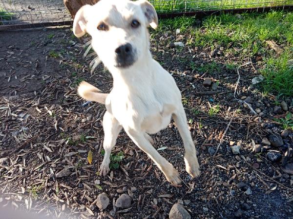 Terry tenera cagnolina taglia medio piccola cerca casa  Foto 6